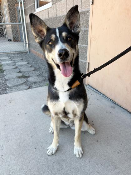Baby, Adoptable, Young Female Siberian Husky.
