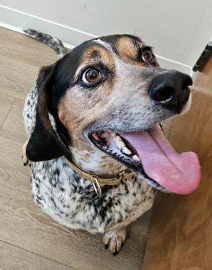 Enlarge Baaghi, a Adoptable mixed breed in Annapolis, MD image 2/2