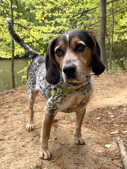 Enlarge Baaghi, a Adoptable mixed breed in Annapolis, MD image 1/2