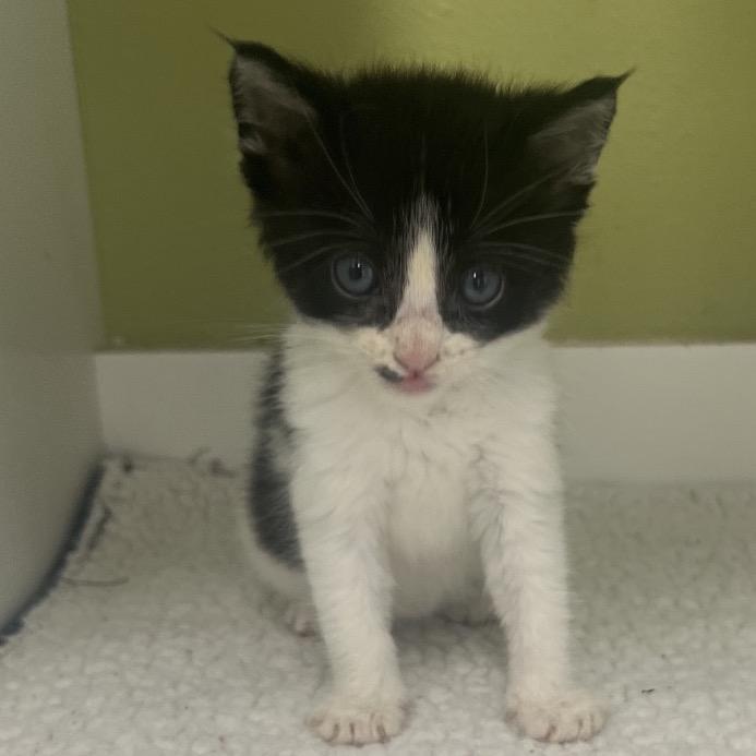 Enlarge Bug, a Adoptable Domestic Short Hair in Floresville, TX image 1/6