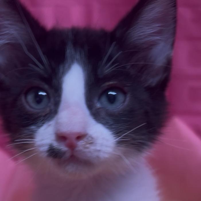 Enlarge Bug, a Adoptable Domestic Short Hair in Floresville, TX image 2/6