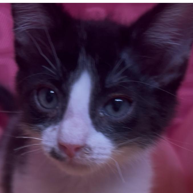 Enlarge Bug, a Adoptable Domestic Short Hair in Floresville, TX image 3/6