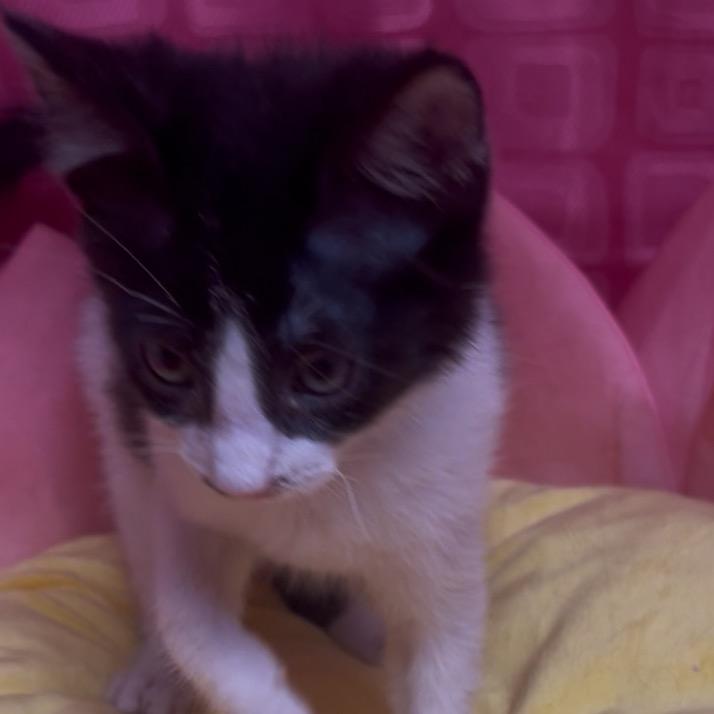 Enlarge Bug, a Adoptable Domestic Short Hair in Floresville, TX image 4/6