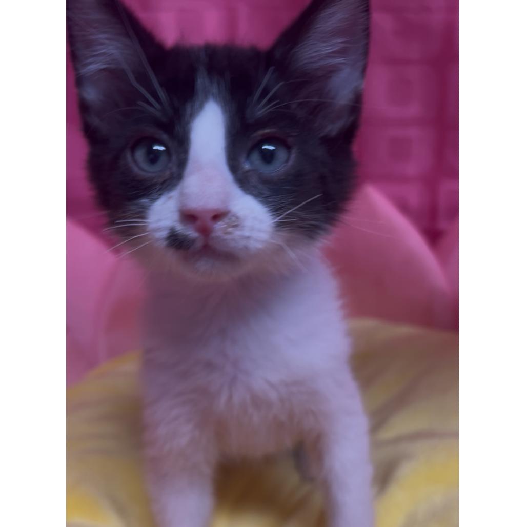 Enlarge Bug, a Adoptable Domestic Short Hair in Floresville, TX image 5/6