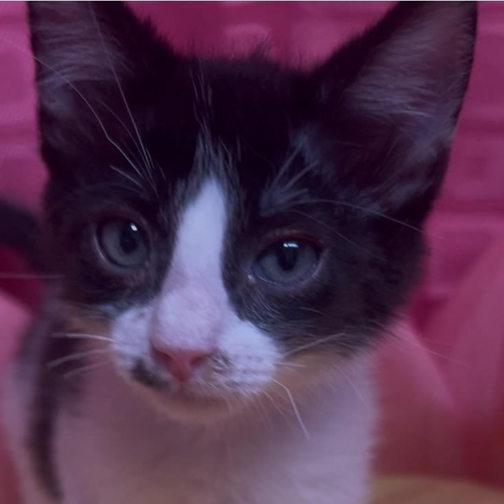 Enlarge Bug, a Adoptable Domestic Short Hair in Floresville, TX image 6/6