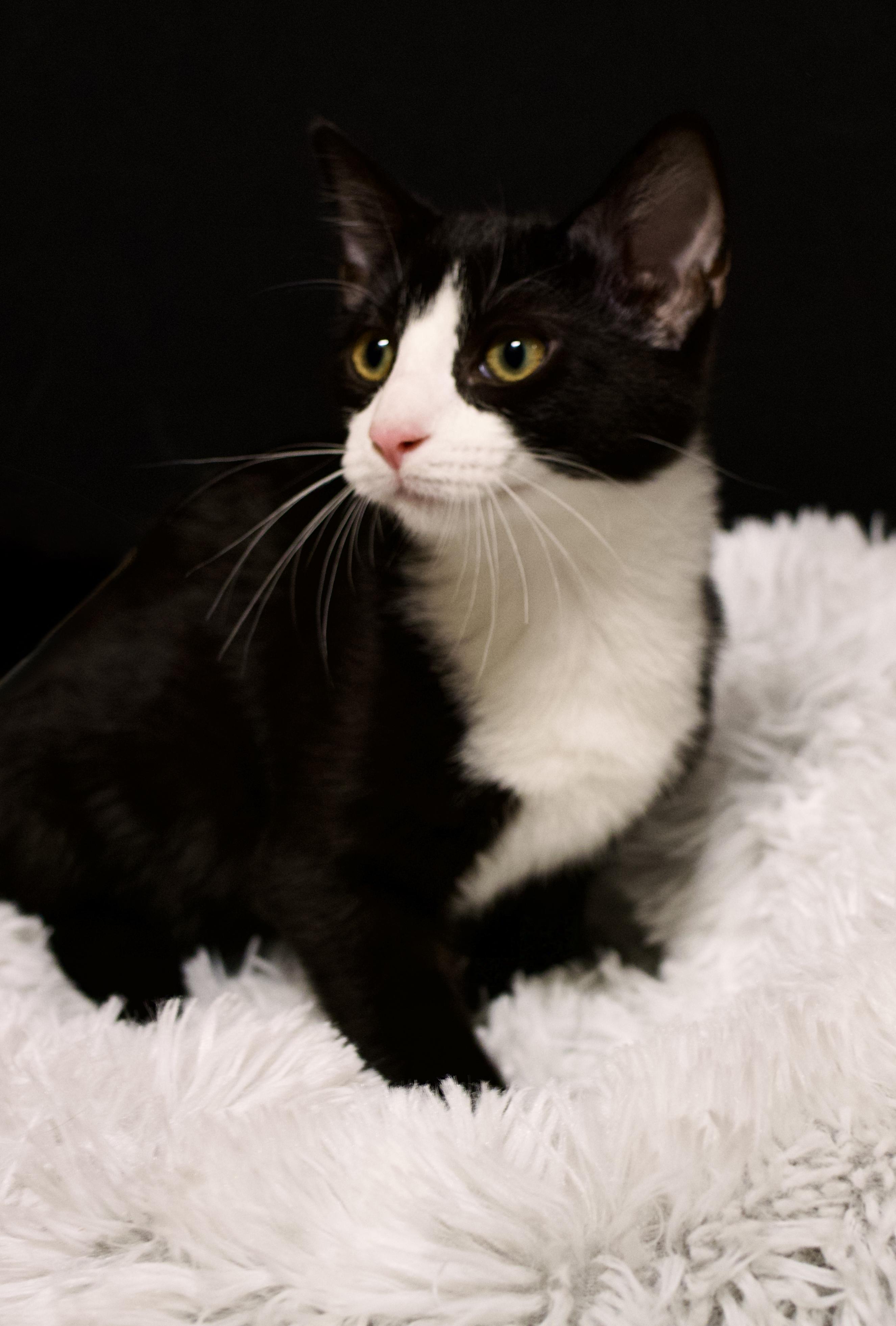 Bandit - bonded with Zoro, Adoptable, Kitten Male Tuxedo.