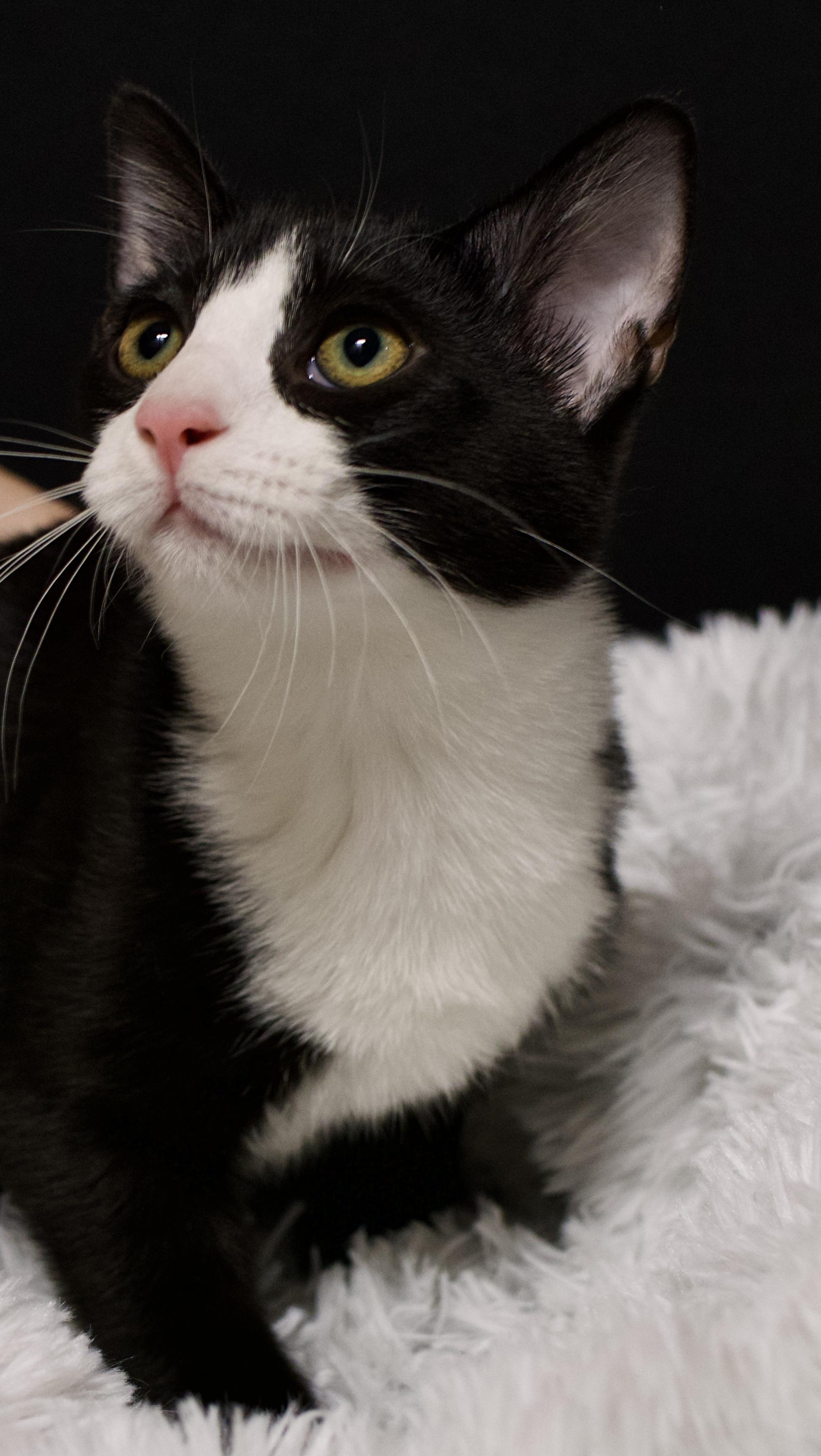 Enlarge Bandit - bonded with Zoro, a Adoptable Tuxedo in Farmington, MN image 2/2