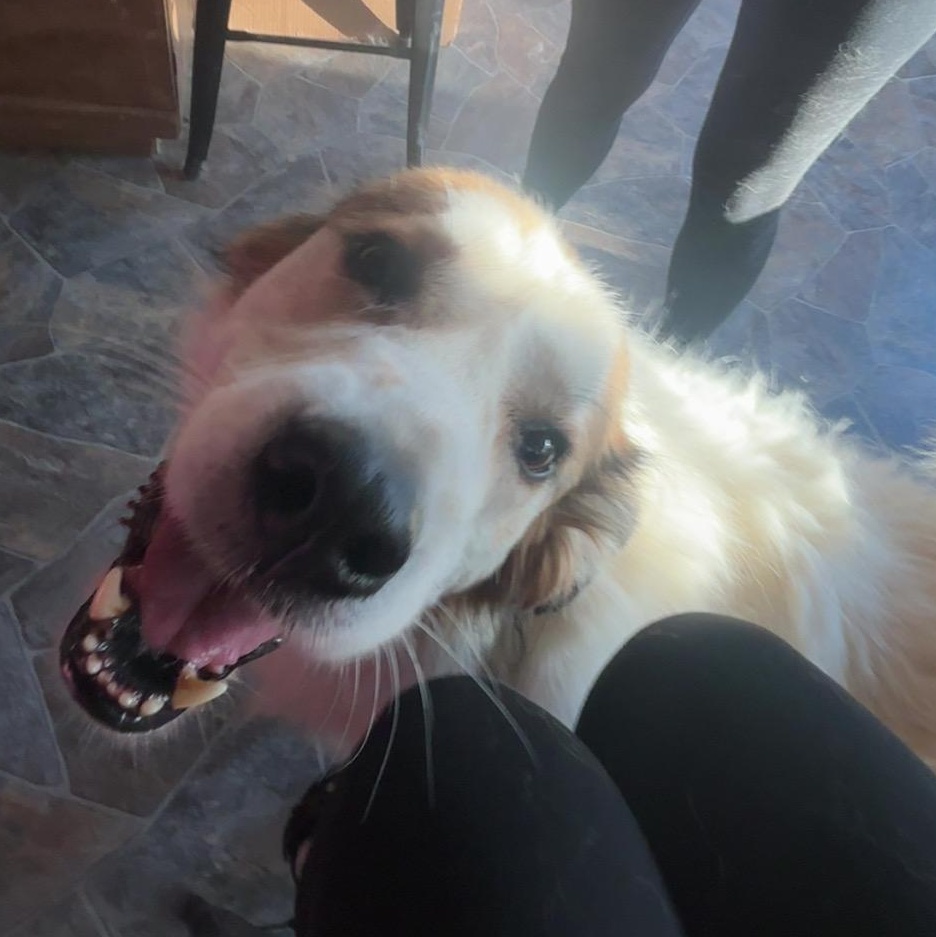 Enlarge Benji, a Adoptable mixed breed in Cincinnati, OH image 2/4