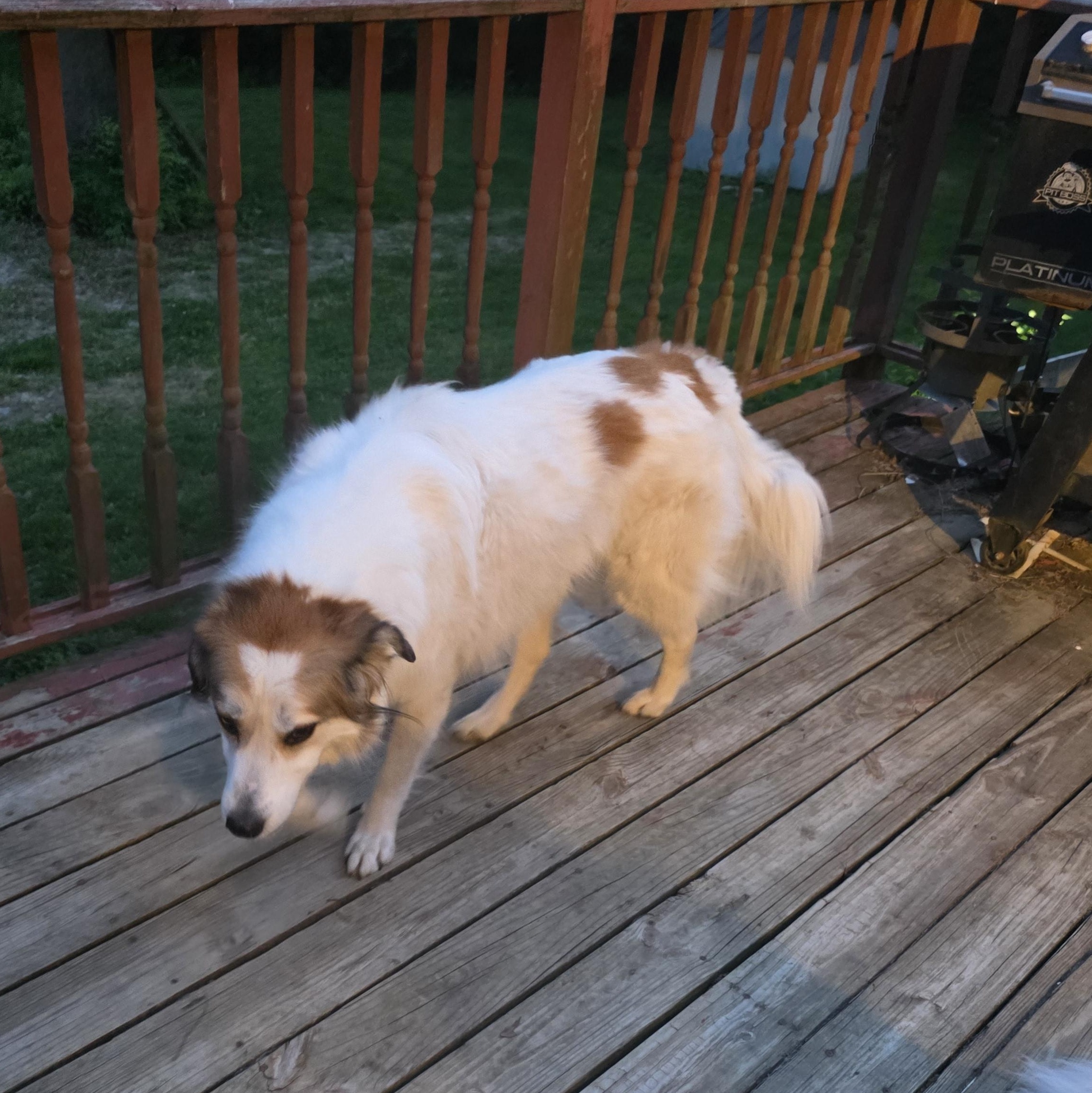 Enlarge Benji, a Adoptable mixed breed in Cincinnati, OH image 4/4