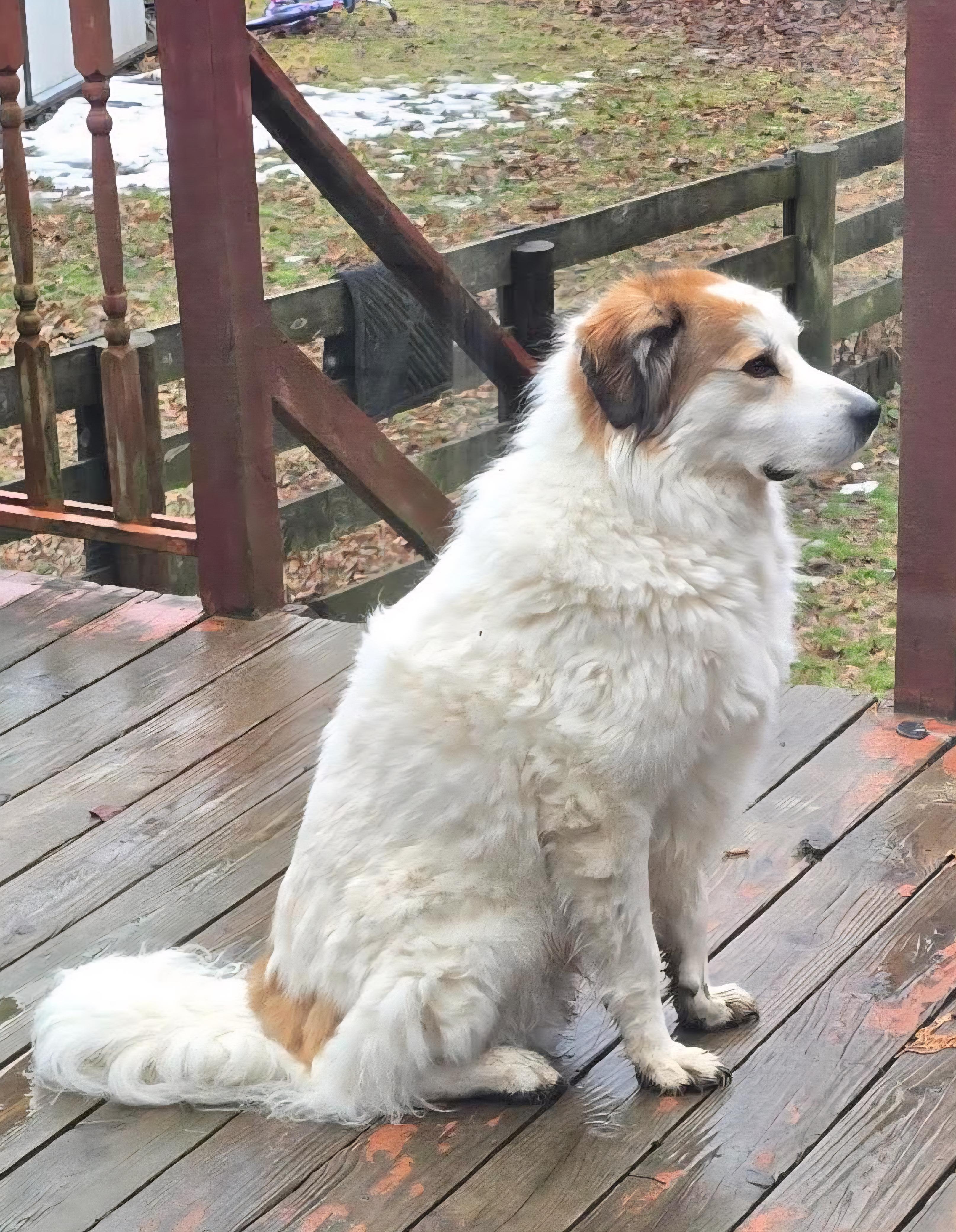 Enlarge Benji, a Adoptable mixed breed in Cincinnati, OH image 1/4