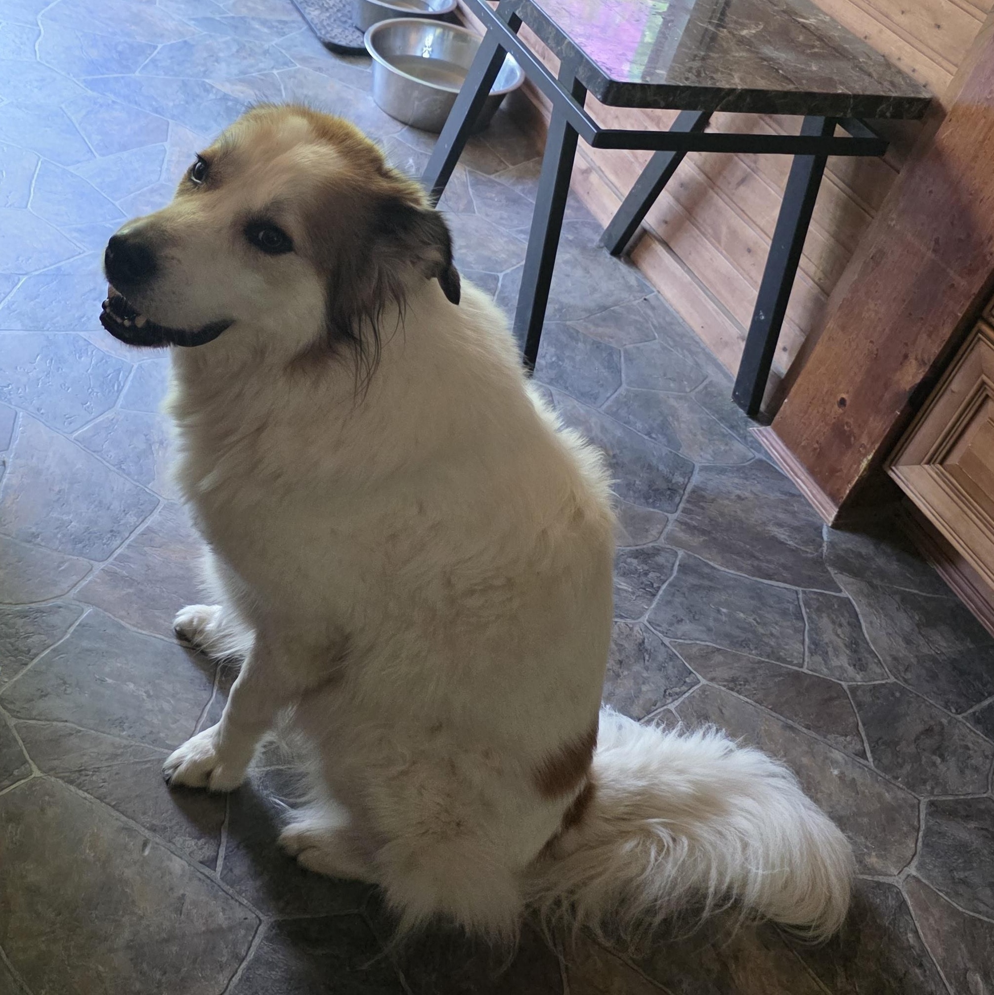 Enlarge Benji, a Adoptable mixed breed in Cincinnati, OH image 3/4