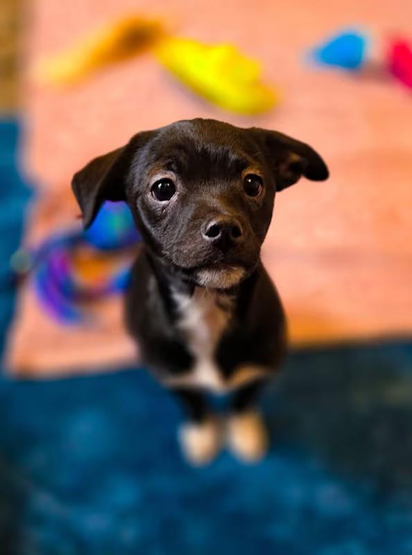 North, a Adoptable mixed breed in Sterling Heights, MI image 4/4