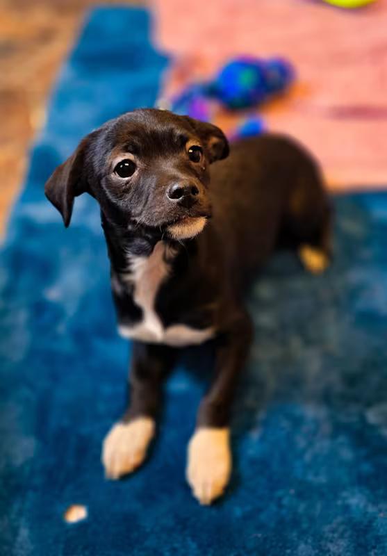North, a Adoptable mixed breed in Sterling Heights, MI image 3/4