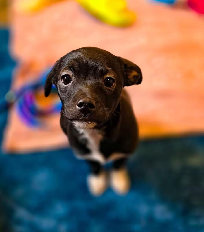 North, a Adoptable mixed breed in Sterling Heights, MI image 1/4