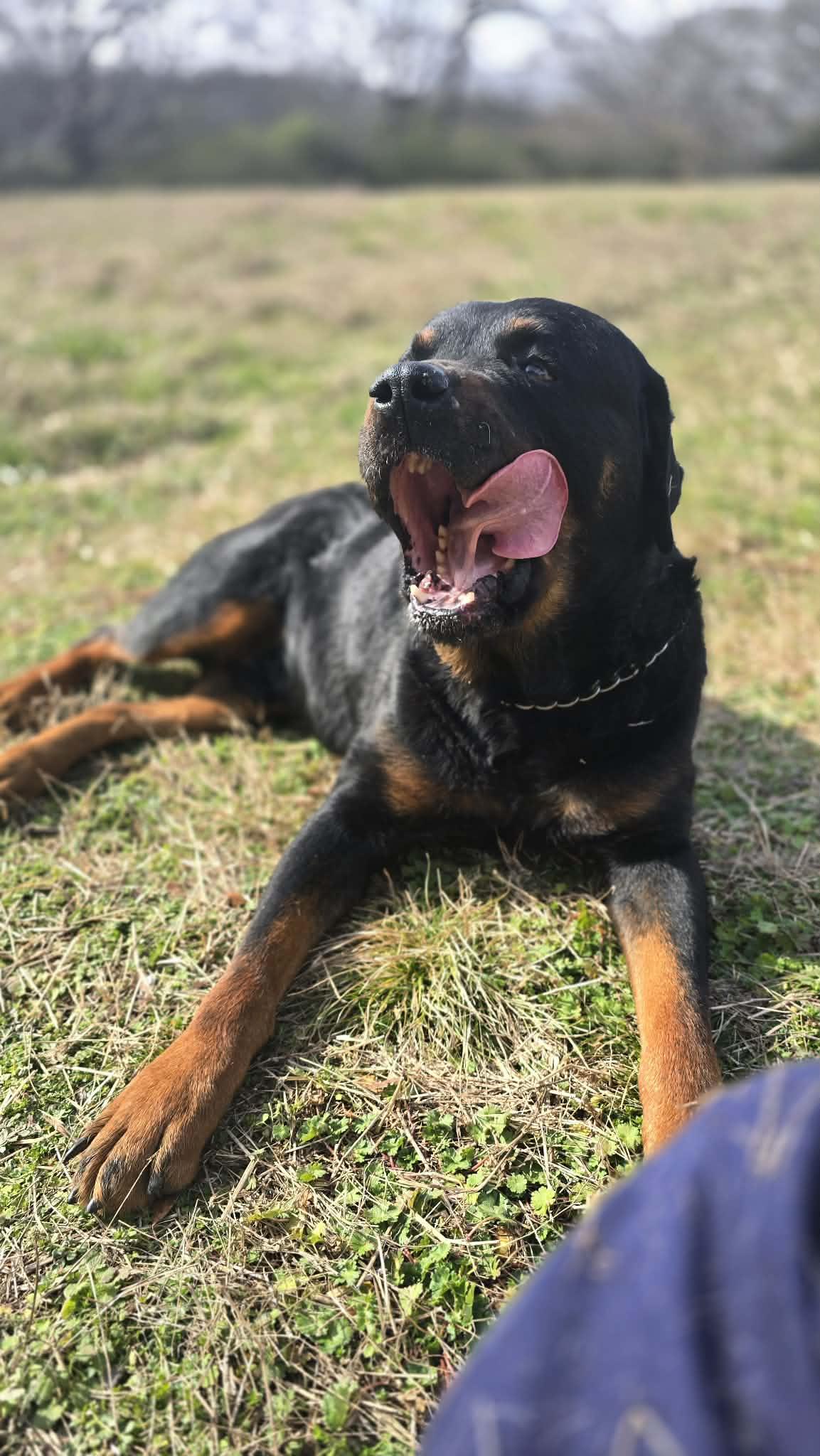 Argos - Big 'n Handsome! FOSTER or ADOPTER NEEDED STAT!!, a Adoptable Rottweiler in Buford, GA image 2/6