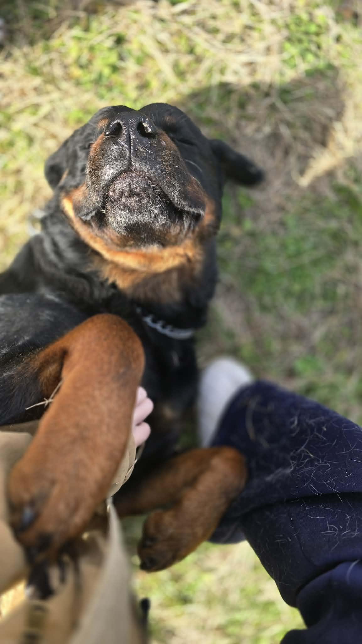 Argos - Big 'n Handsome! FOSTER or ADOPTER NEEDED STAT!!, a Adoptable Rottweiler in Buford, GA image 4/6