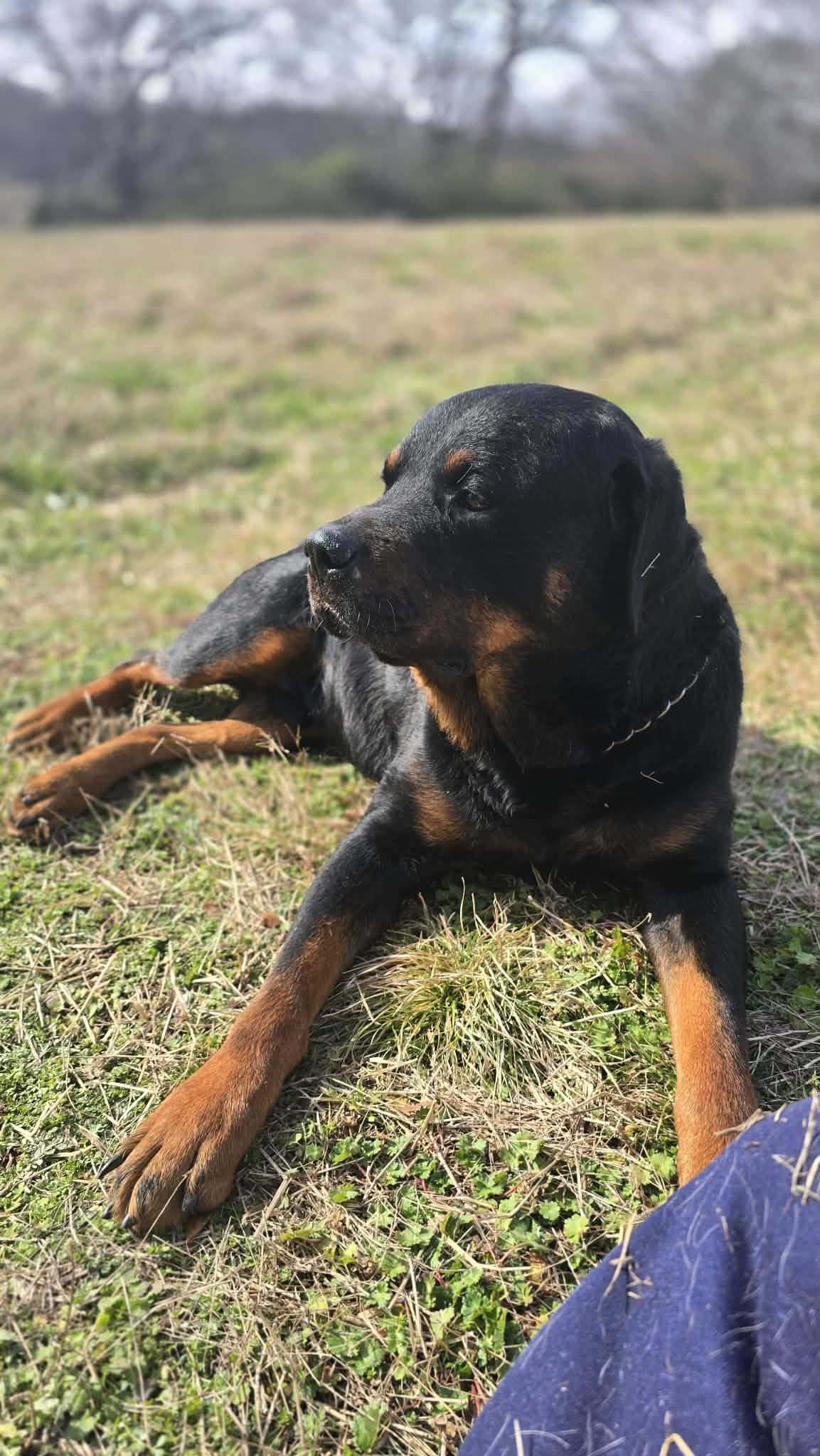 Argos - Big 'n Handsome! FOSTER or ADOPTER NEEDED STAT!!, a Adoptable Rottweiler in Buford, GA image 3/6