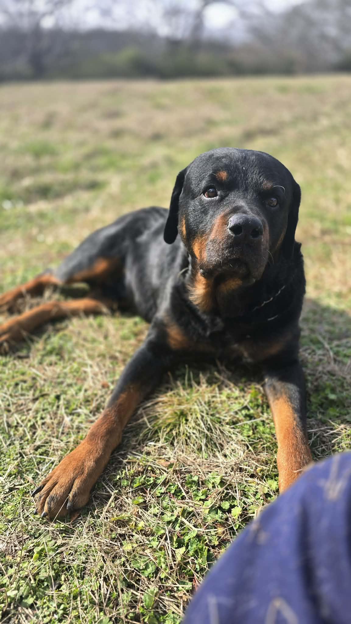 Argos - Big 'n Handsome! FOSTER or ADOPTER NEEDED STAT!!, Adoptable, Adult Male Rottweiler.