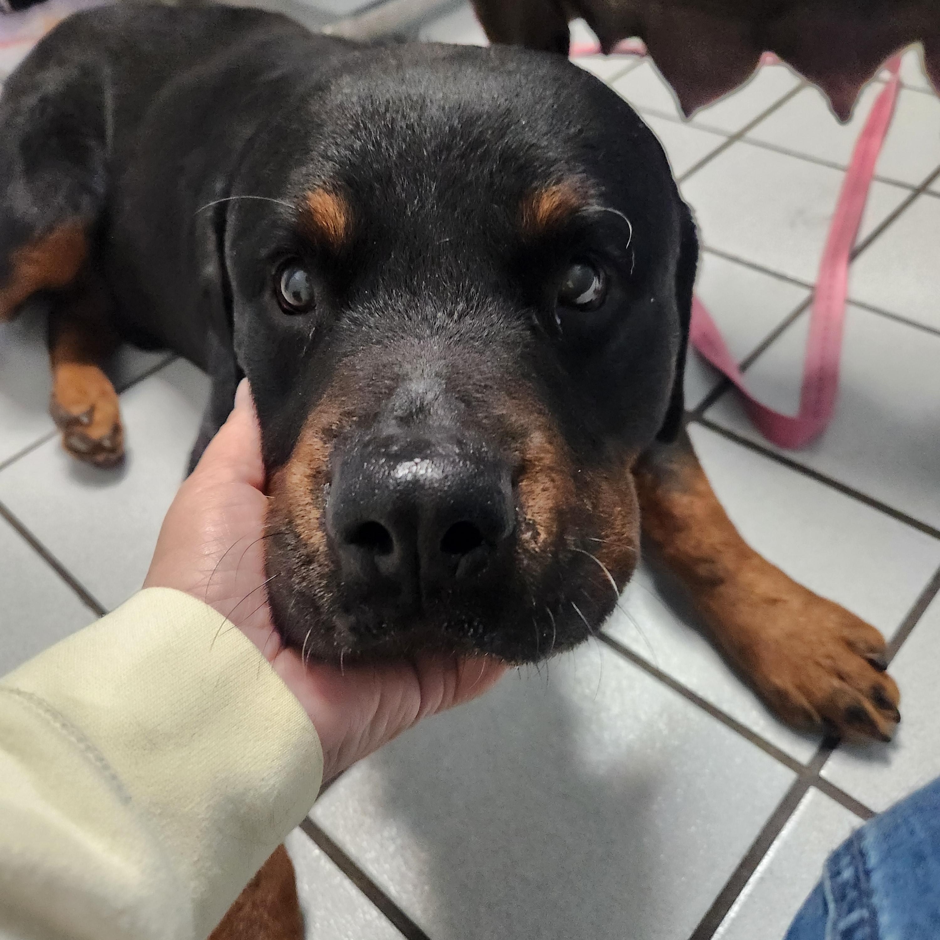 Argos - Big 'n Handsome! FOSTER or ADOPTER NEEDED STAT!!, a Adoptable Rottweiler in Buford, GA image 5/6