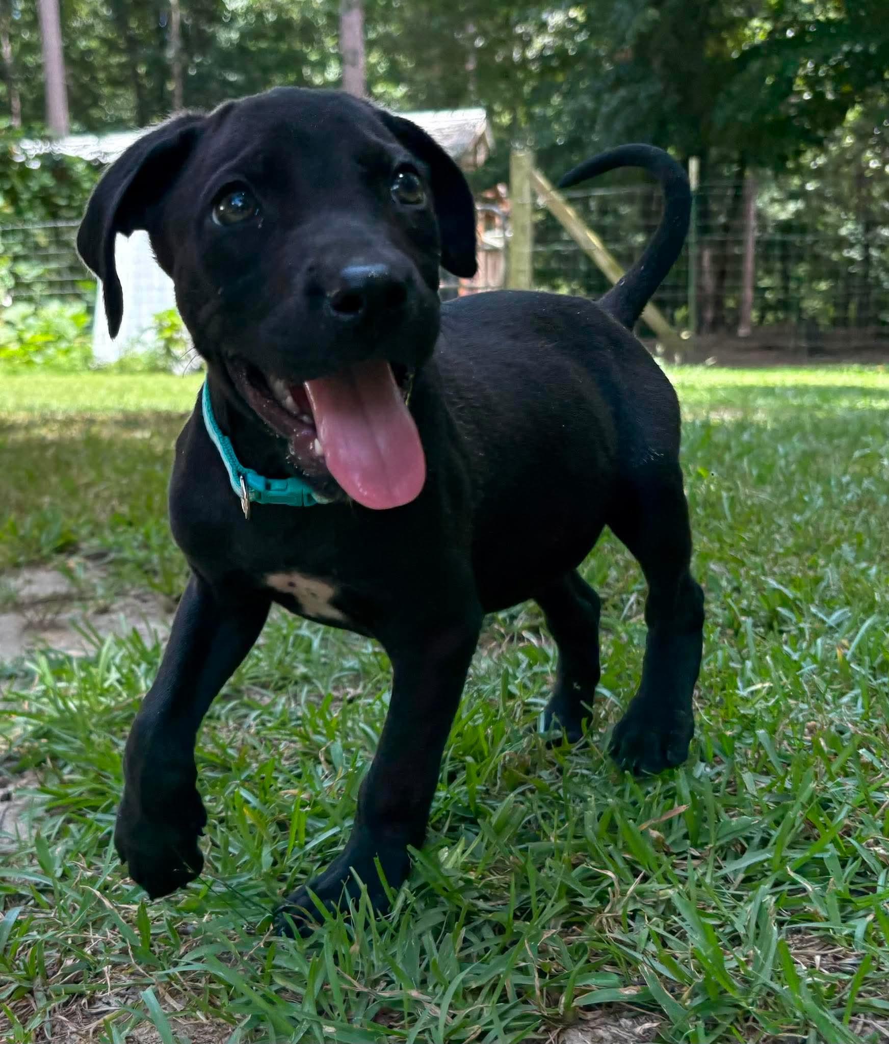 Franklin, a ADOPTABLE Mixed Breed in Billerica, MA image 1/2