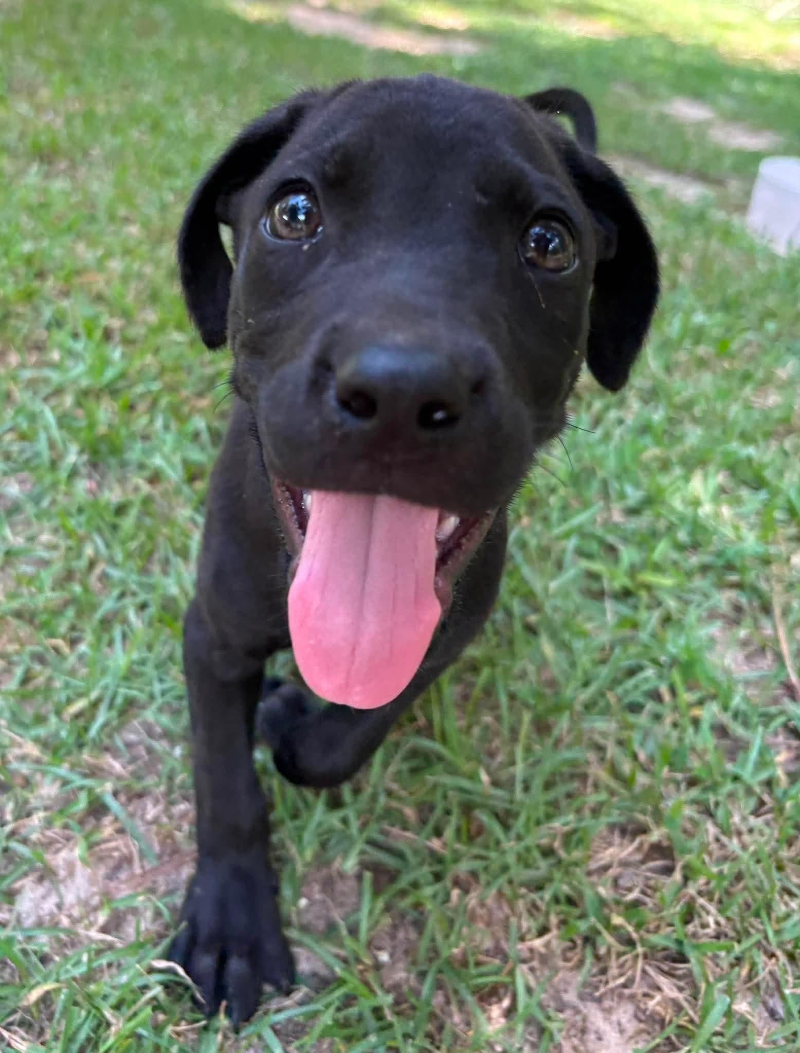 Franklin, a ADOPTABLE Mixed Breed in Billerica, MA image 2/2