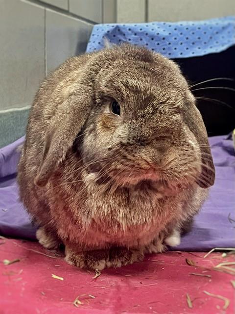 ANASTASIA, Adoptable, Adult Female Holland Lop.