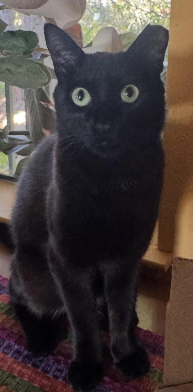Roger - CCC, Adoptable, Young Male Bombay & Domestic Short Hair.