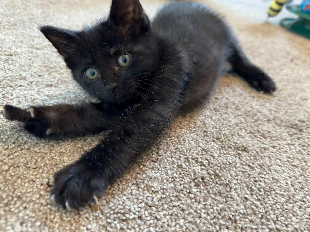 26-09 Isanti, Adoptable, Kitten Female Domestic Short Hair.