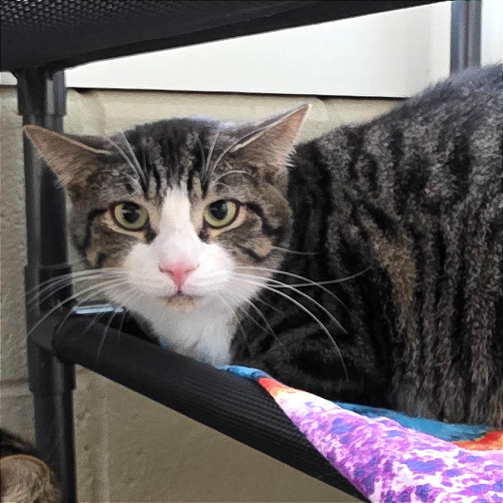 Tom, Adoptable, Young Male Domestic Short Hair.