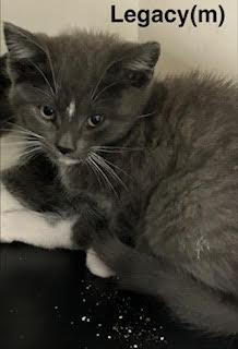 Legacy, Adoptable, Kitten Male Domestic Short Hair.