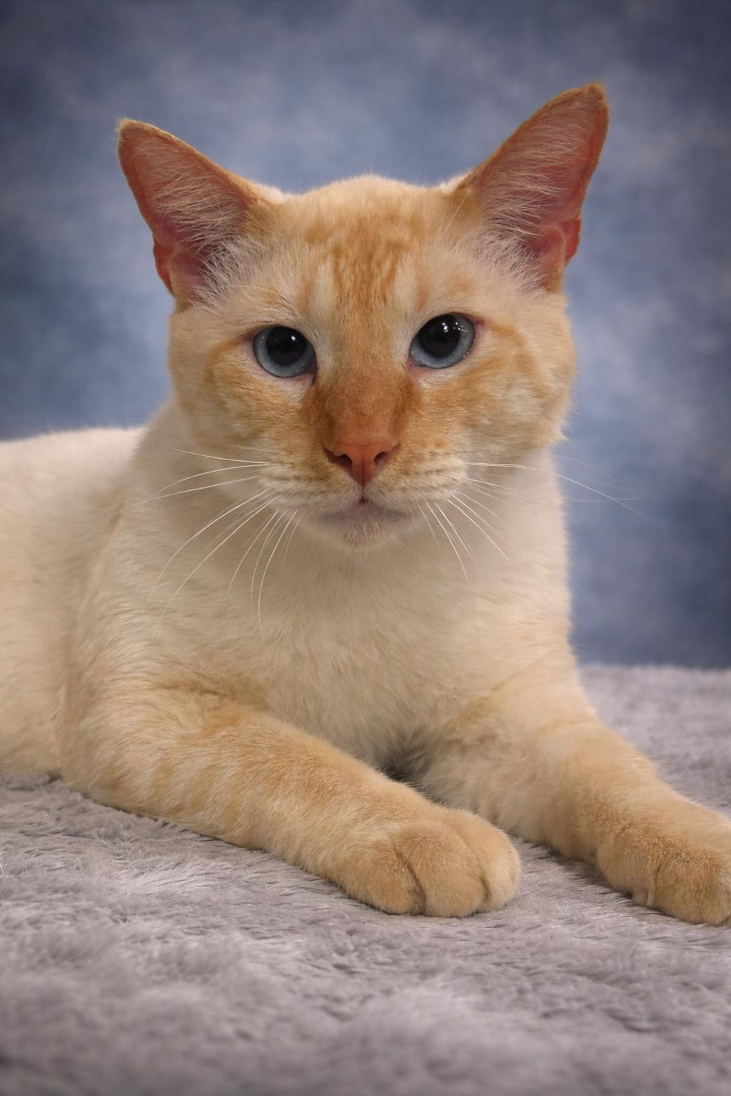 Karl, ADOPTABLE, Adult Male Siamese.