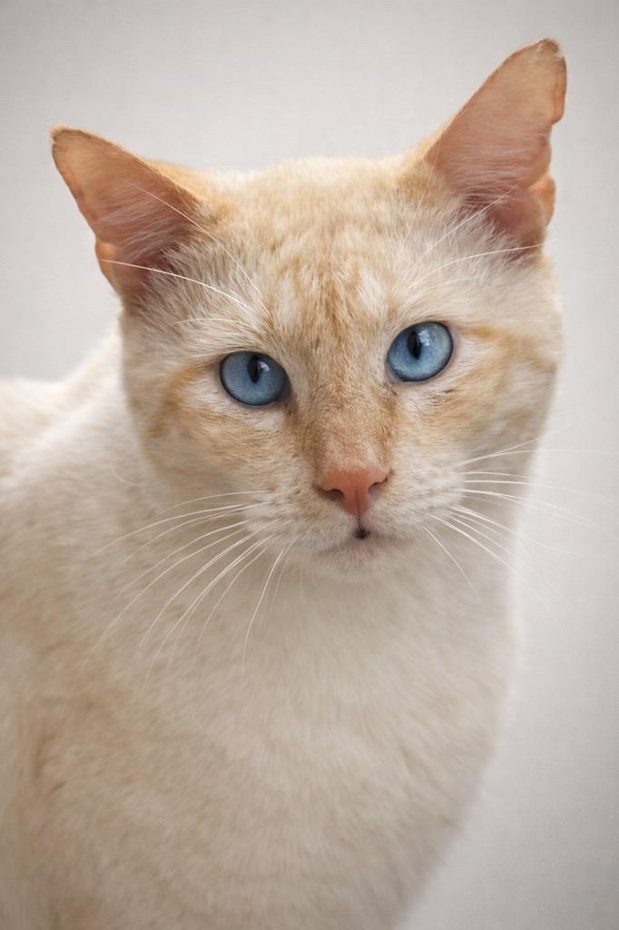 Enlarge Karl, a ADOPTABLE Siamese in Houston, TX image 1/4