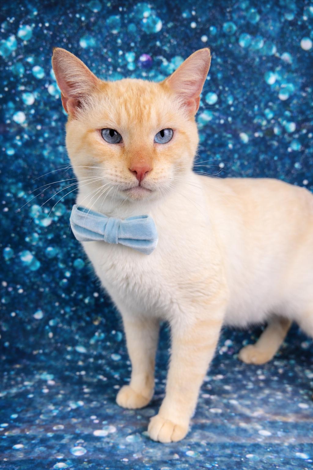 Karl, ADOPTABLE, Adult Male Siamese.