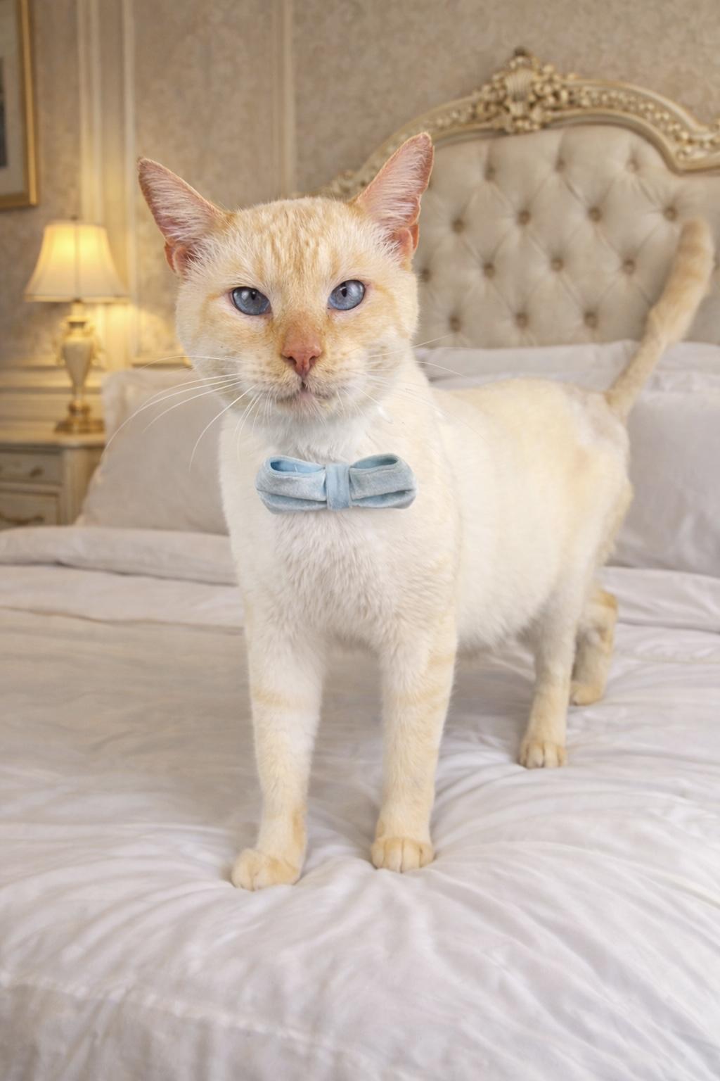 Enlarge Karl, a ADOPTABLE Siamese in Houston, TX image 2/4