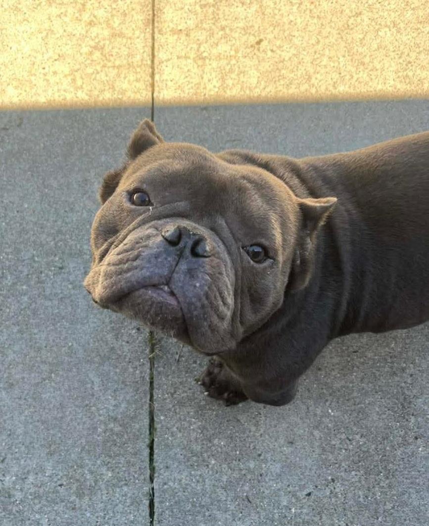 #59 Stitch, ADOPTABLE, Adult Male Bulldog.