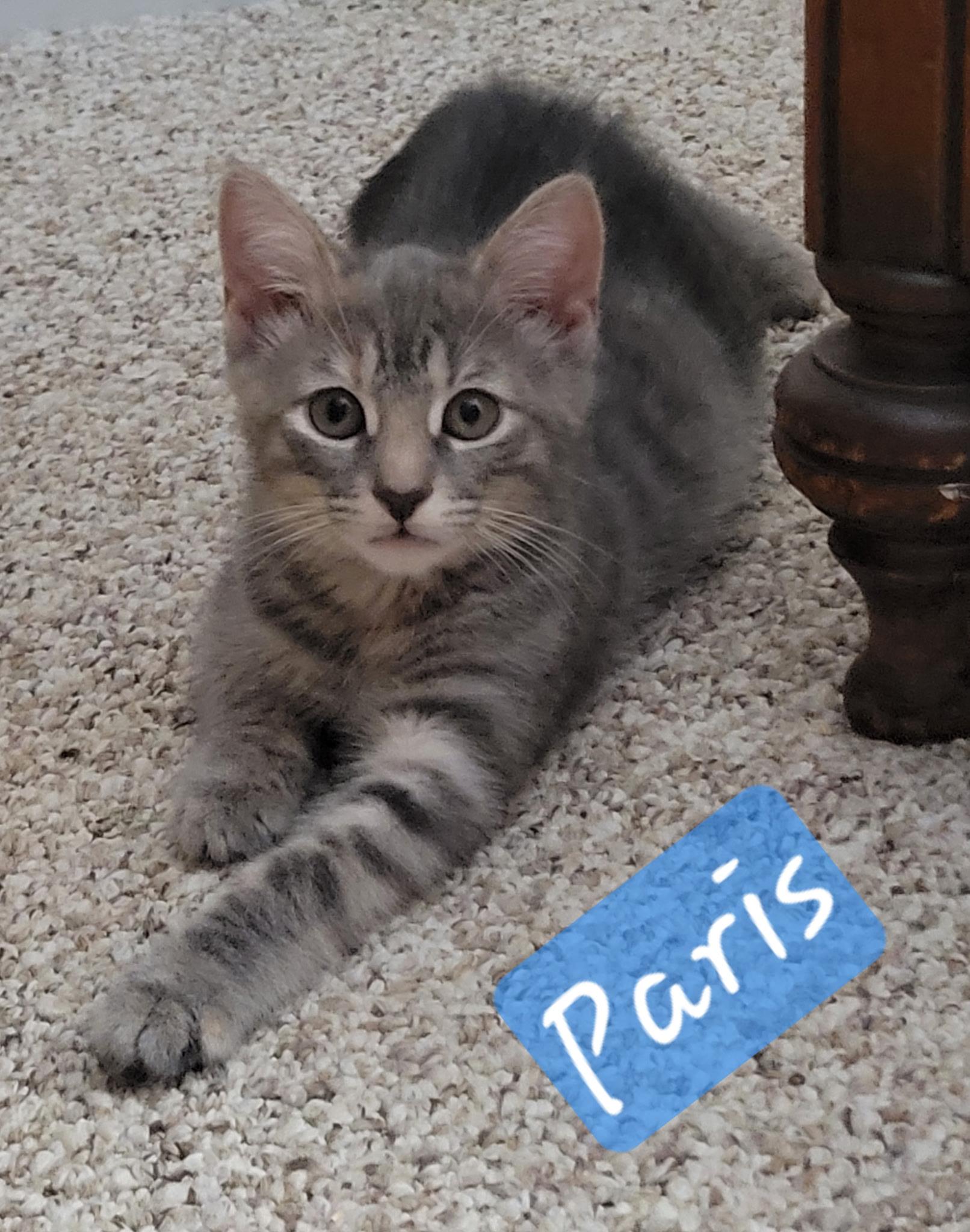 Enlarge Paris, a Adoptable Domestic Short Hair in Great Mills, MD image 2/3