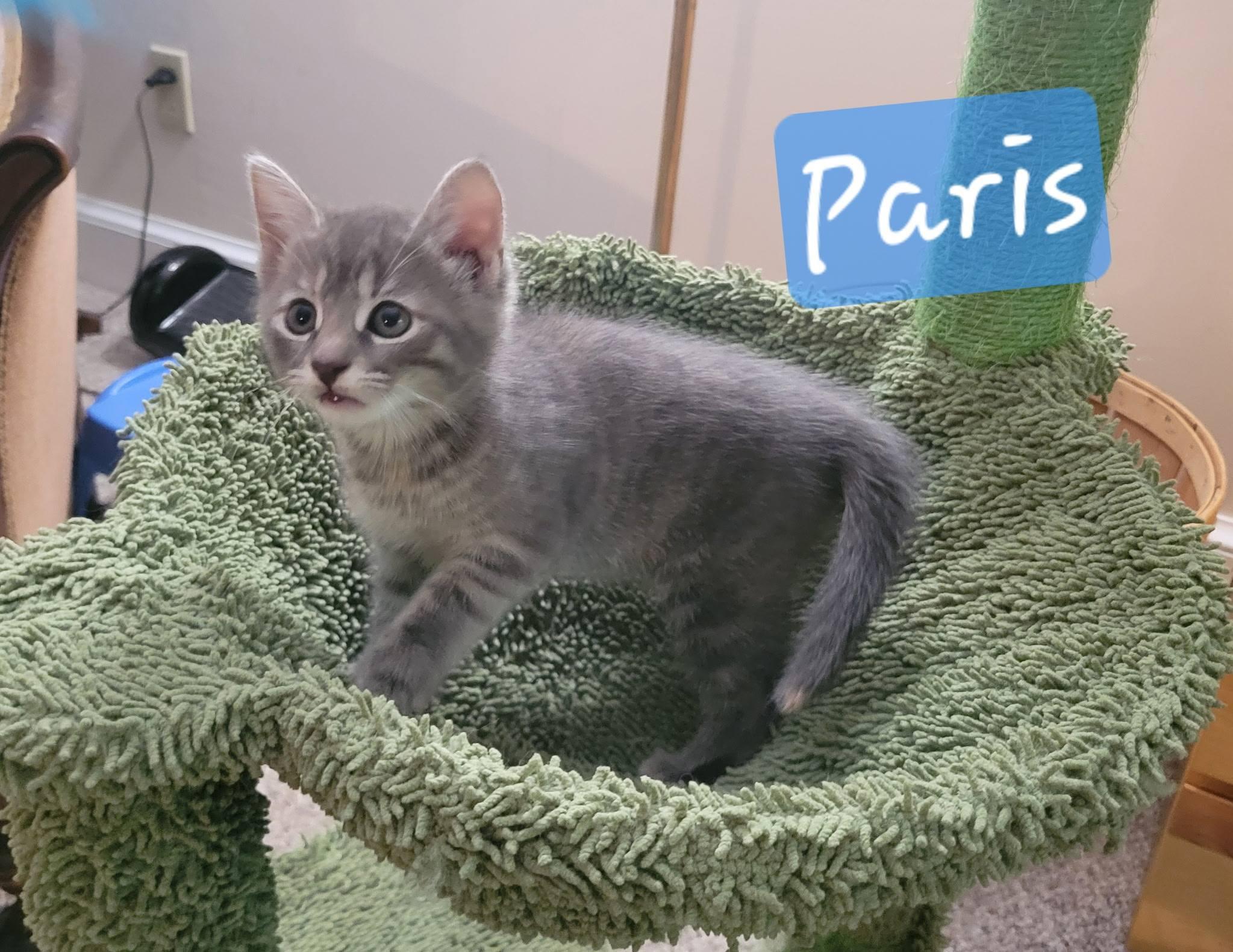 Enlarge Paris, a Adoptable Domestic Short Hair in Great Mills, MD image 3/3