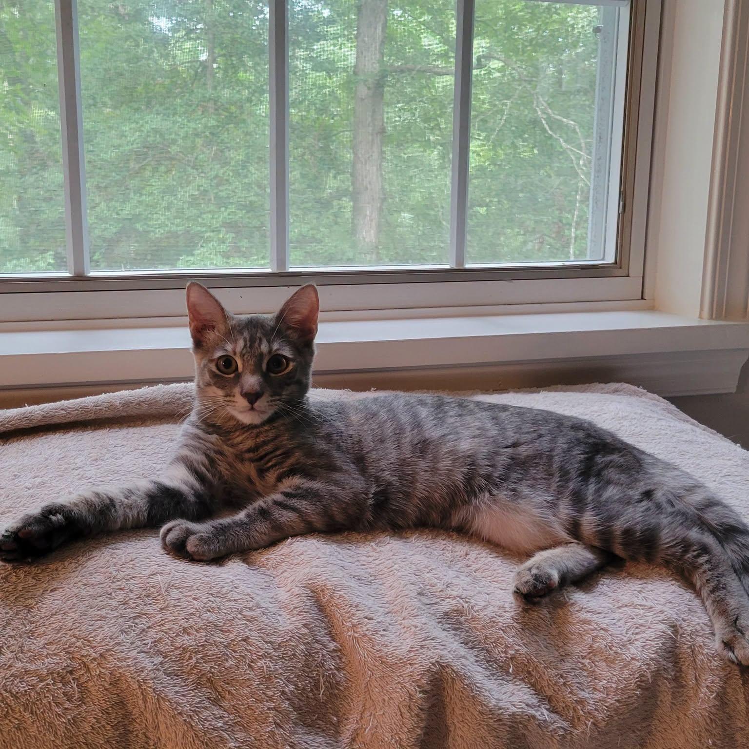 Paris, Adoptable, Kitten Female Domestic Short Hair.
