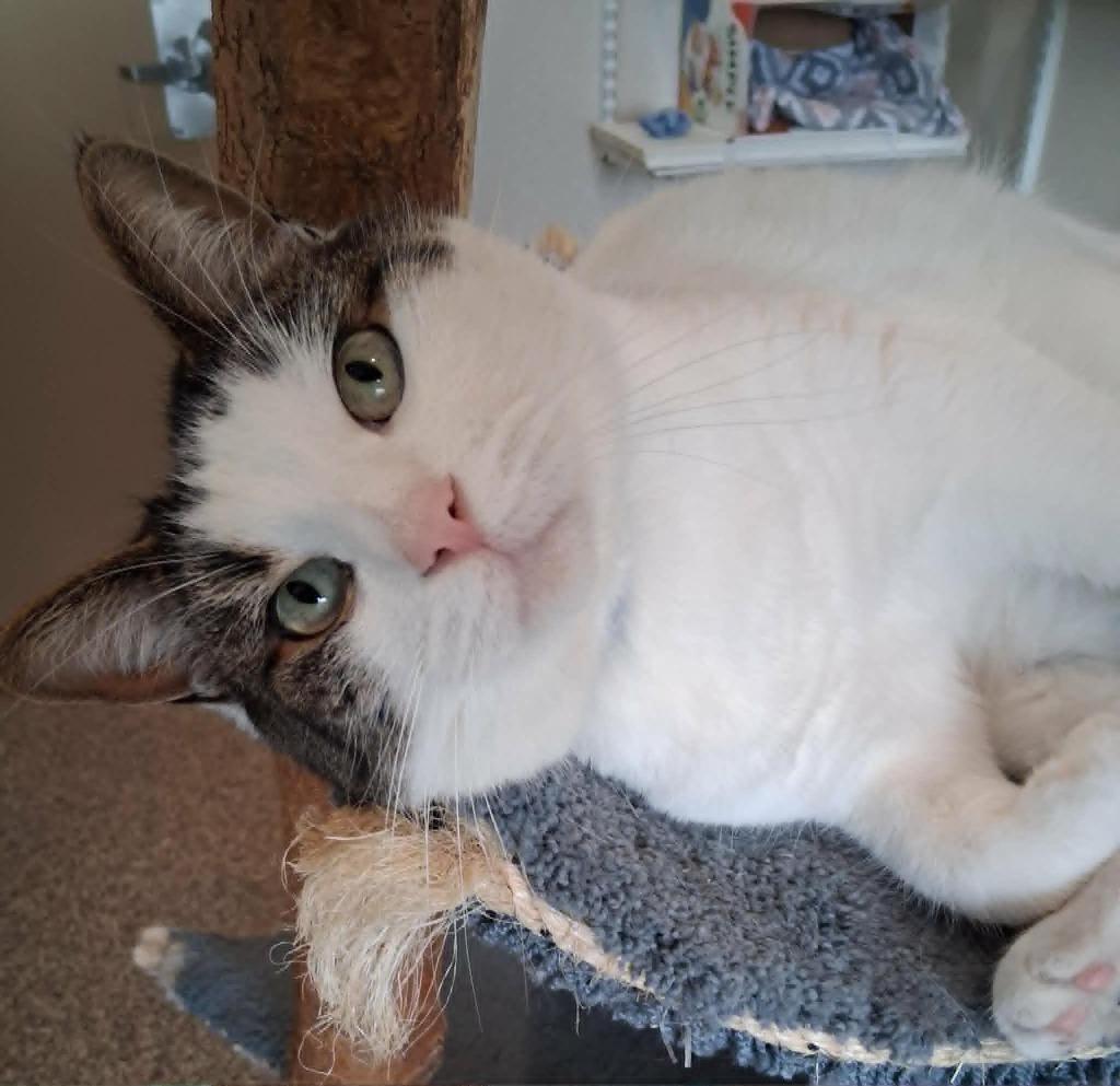 Enlarge Gomez, a Adoptable mixed breed in Fremont, OH image 2/4