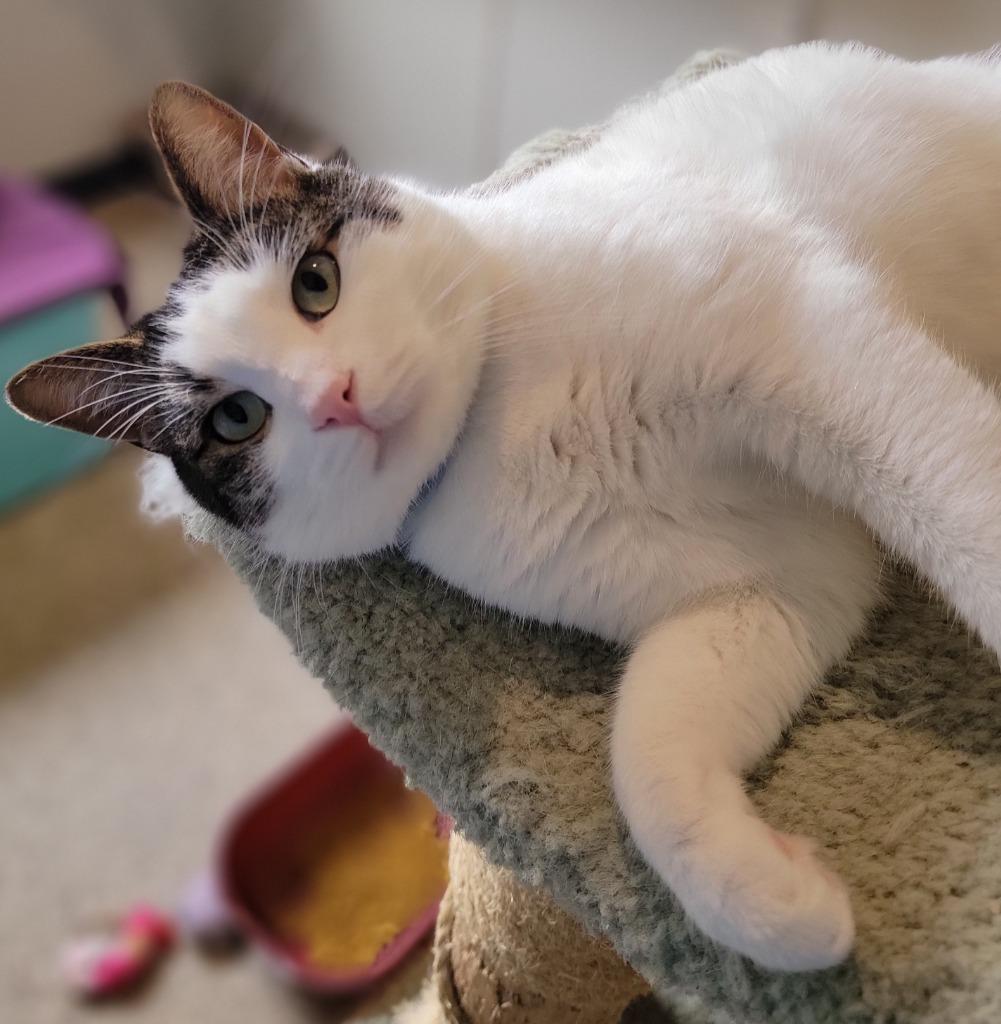 Enlarge Gomez, a Adoptable mixed breed in Fremont, OH image 2/3