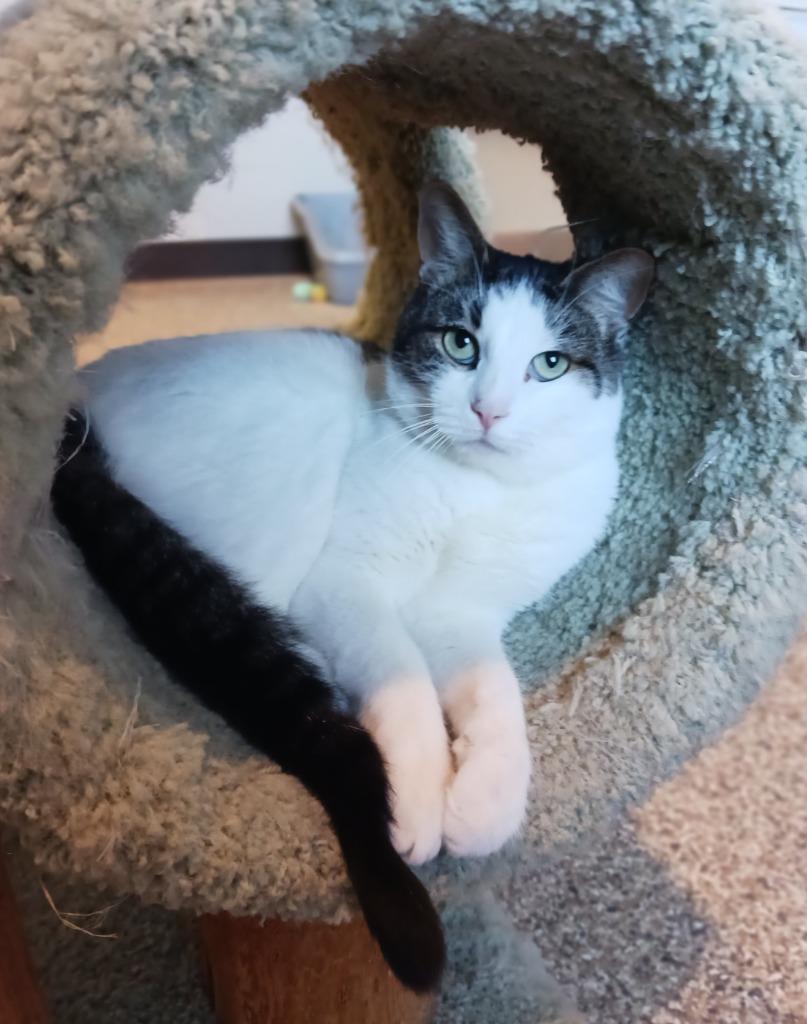 Gomez, a Adoptable mixed breed in Fremont, OH image 3/3