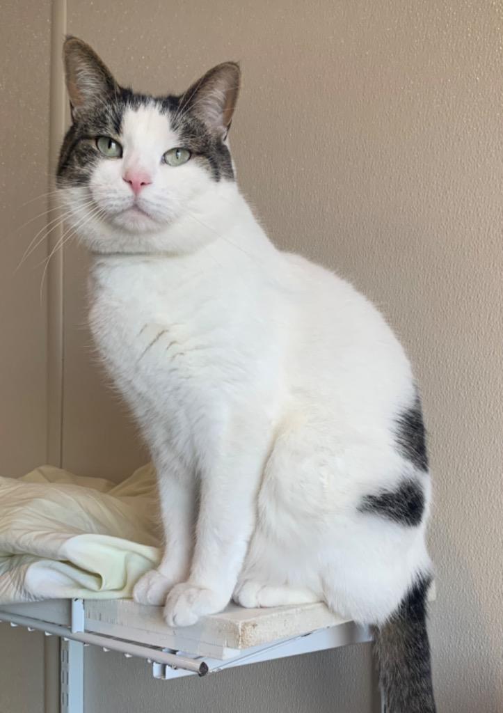 Enlarge Gomez, a Adoptable mixed breed in Fremont, OH image 3/3