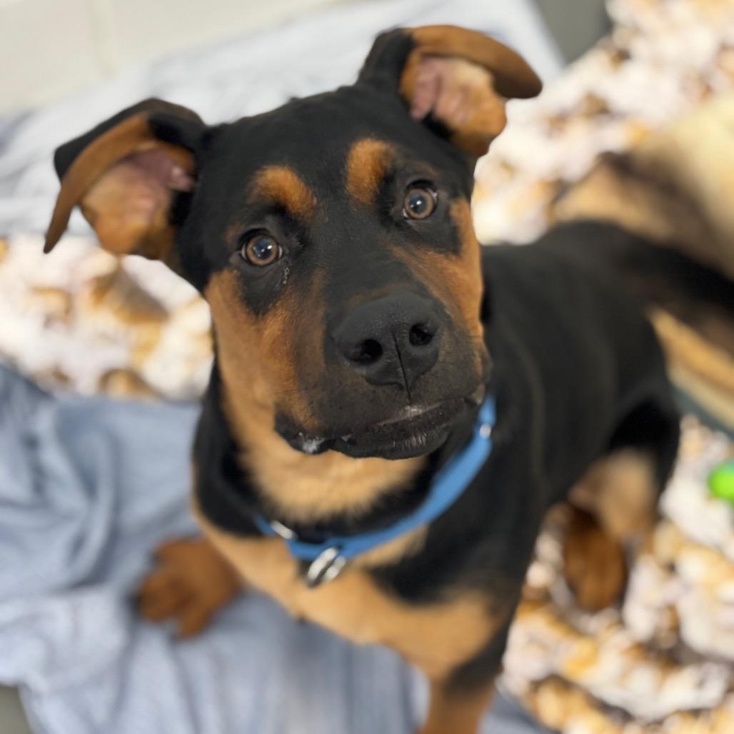 Enlarge Thomas *Available Soon!, a Adoptable Mixed Breed in Dover, NH image 2/6