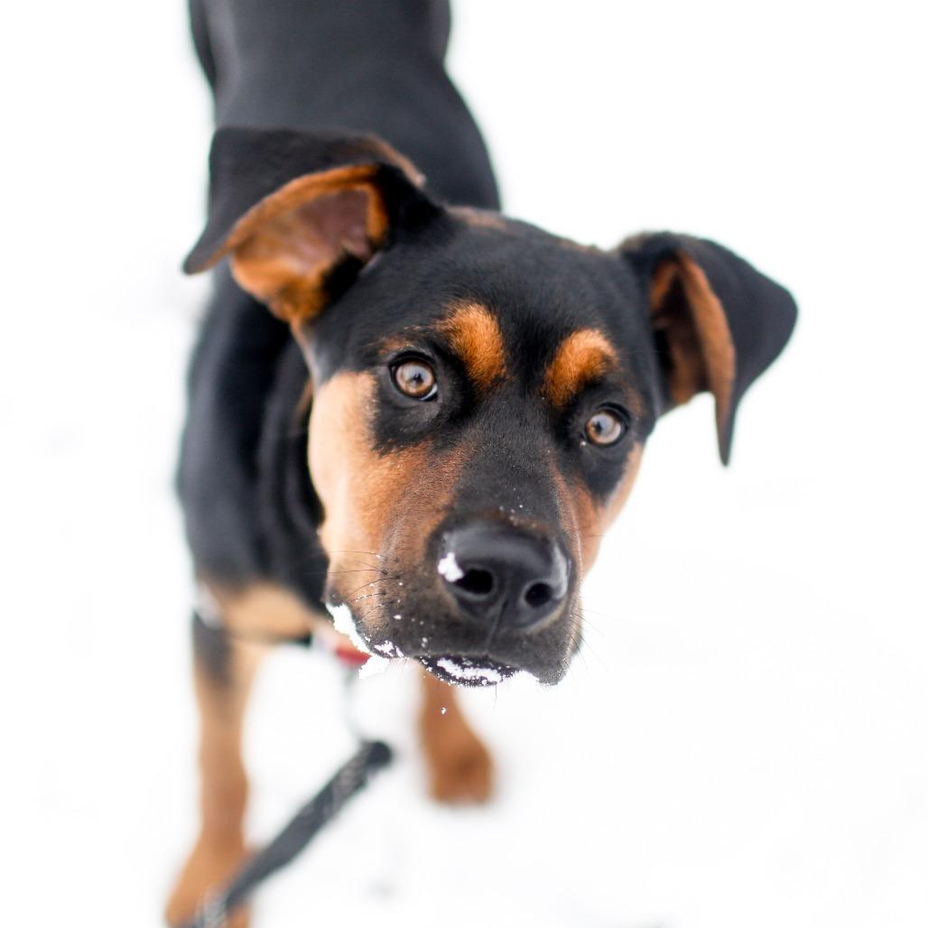 Enlarge Thomas *Available Soon!, a Adoptable Mixed Breed in Dover, NH image 3/6