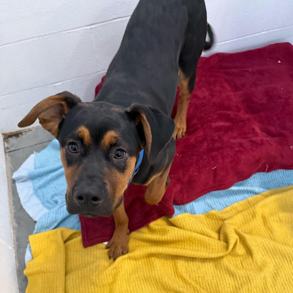 Enlarge Thomas *Available Soon!, a Adoptable Mixed Breed in Dover, NH image 4/6