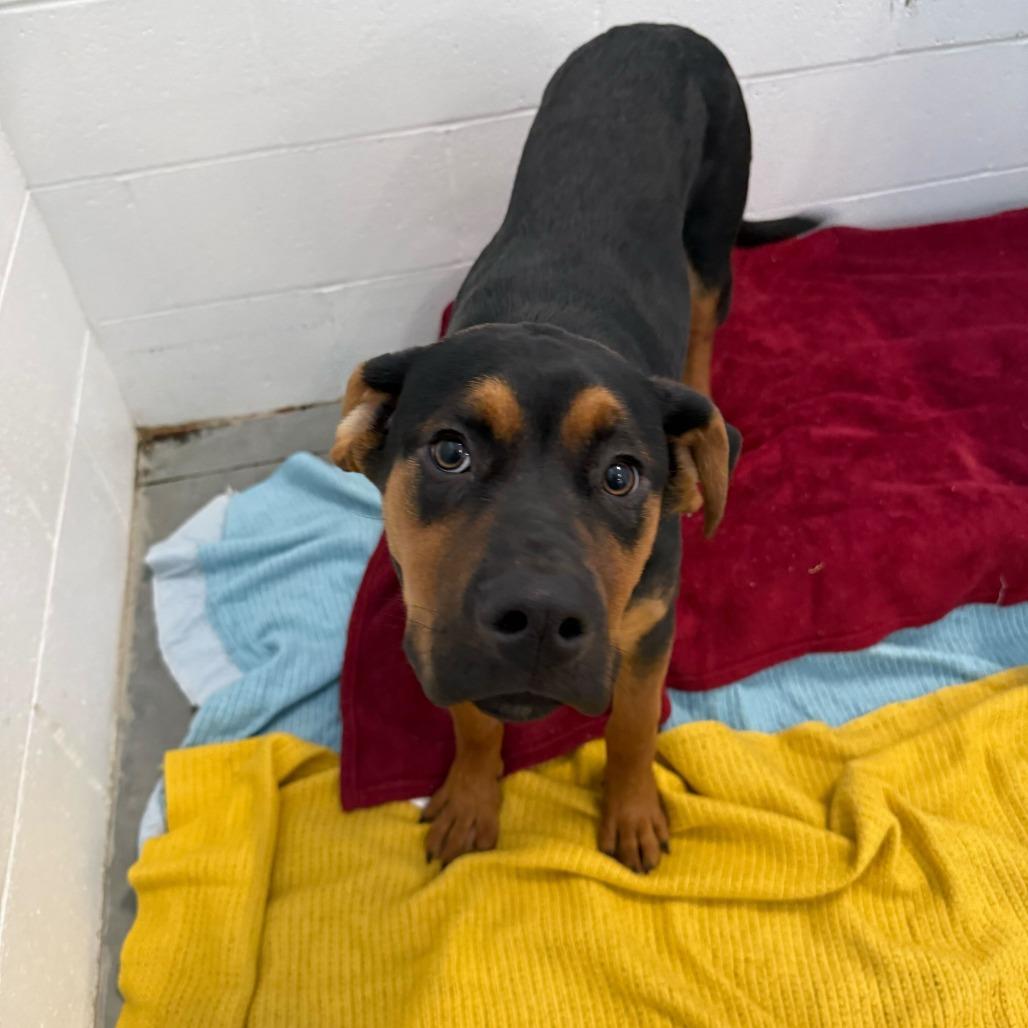 Enlarge Thomas *Available Soon!, a Adoptable Mixed Breed in Dover, NH image 5/6