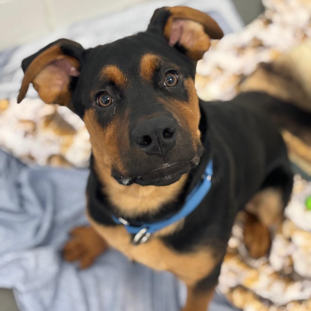 Enlarge Thomas *Available Soon!, a Adoptable Mixed Breed in Dover, NH image 6/6