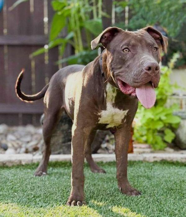 Chopper, a Adoptable mixed breed in Canton, MA image 3/4