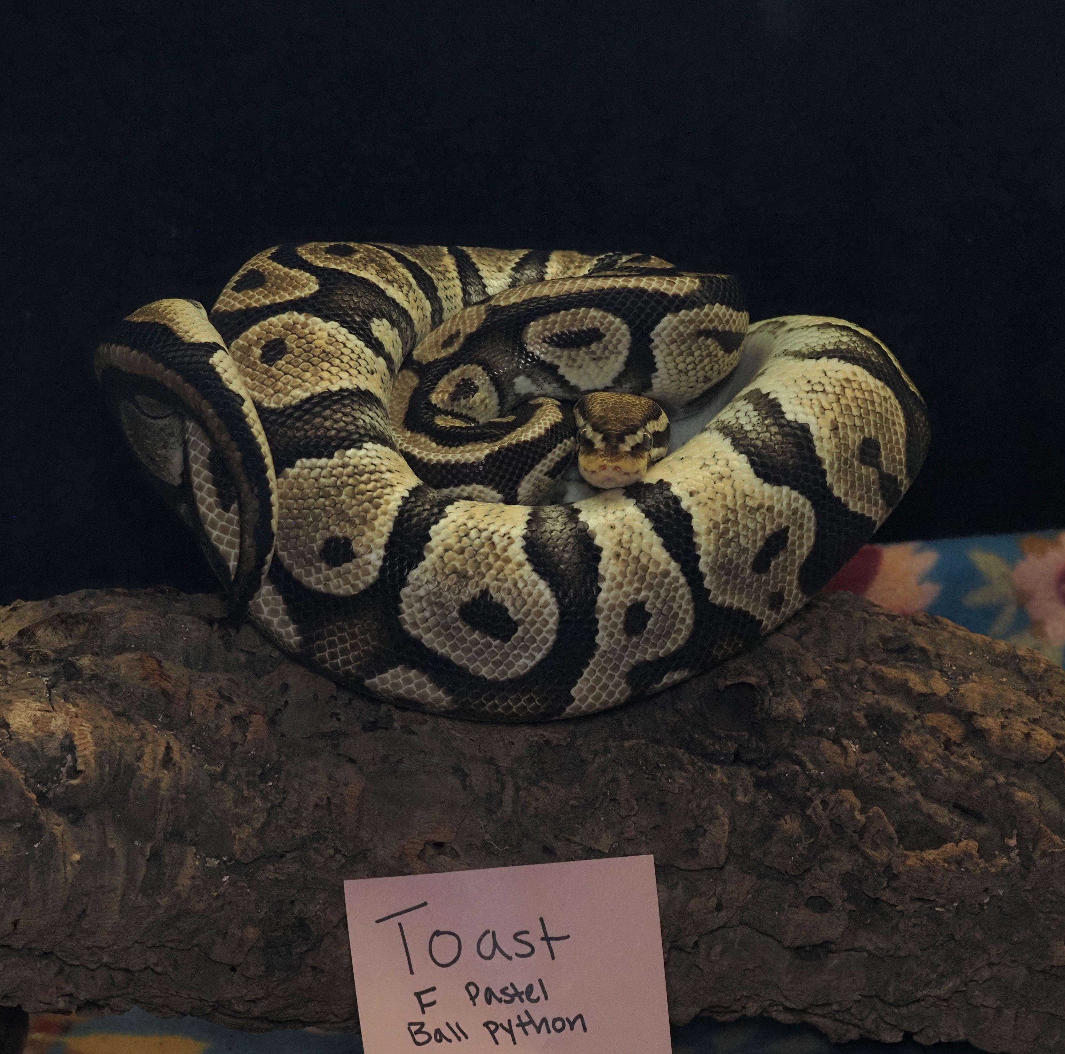 Toast, ADOPTABLE, Adult Female Ball Python.