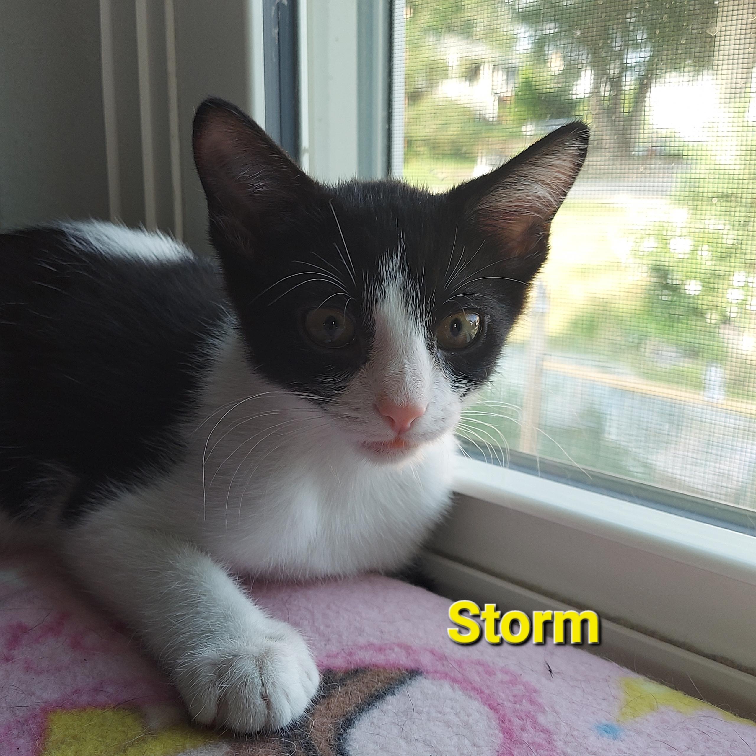 Enlarge Storm, a Adoptable Domestic Short Hair in North Huntingdon, PA image 6/6